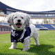 Illustration for article titled The Milwaukee Brewers Adopted Stray Dog Is The Best Dog